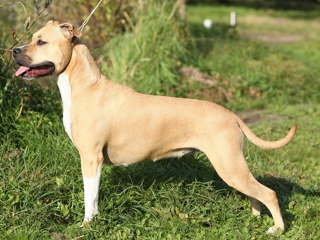 American Staffordshire Terrier thumbnail